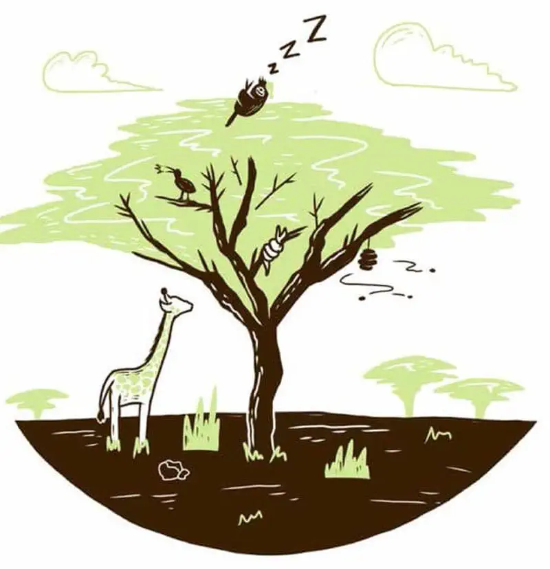 Wide view of tree with sleeping sloth at top and giraffe below on savanna