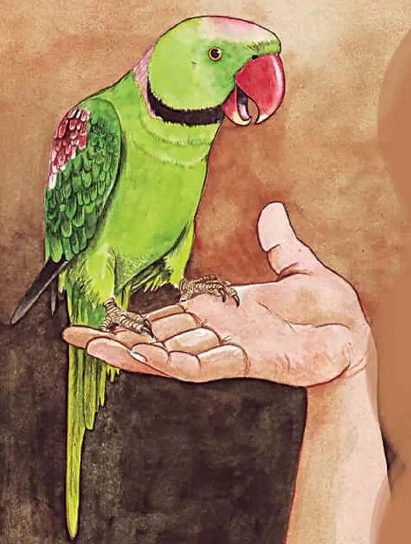 Green parakeet with red beak perched on person's outstretched hand against brown background