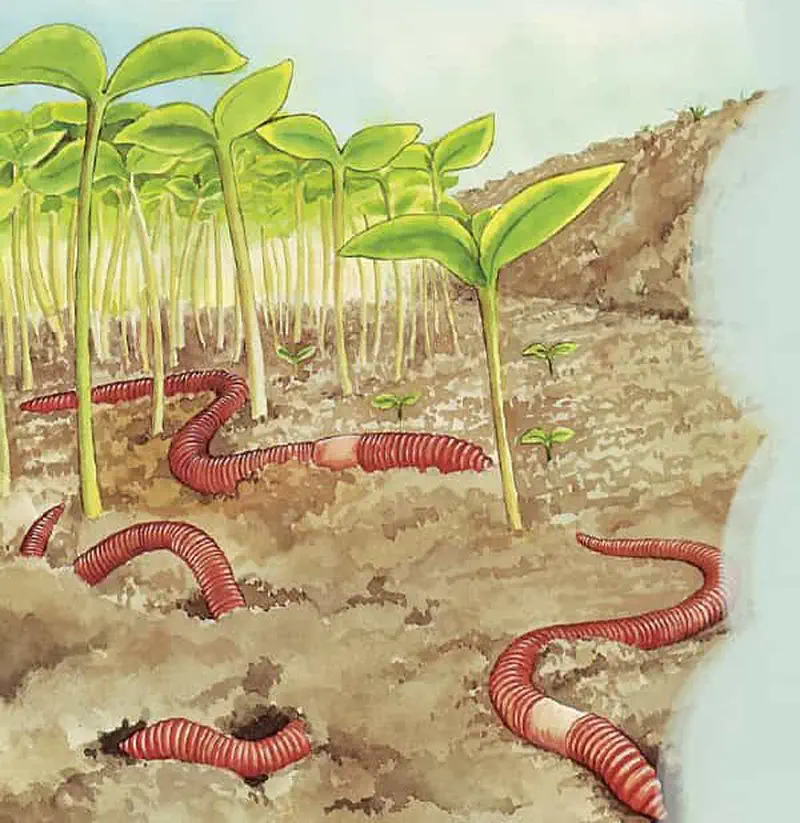 Cross-section view of soil showing red earthworms tunneling among young green seedlings