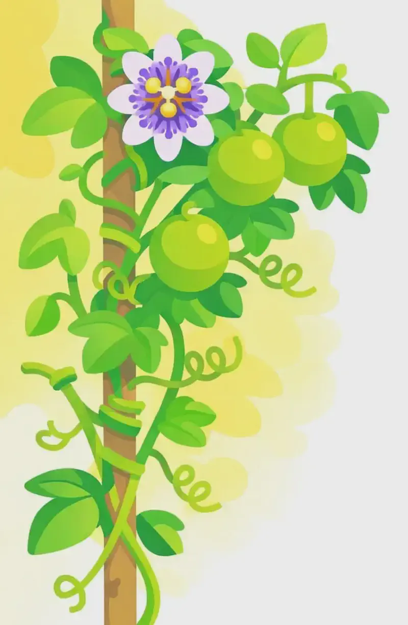 On the left side of the image, a lush passionflower vine climbs upward in a watercolor botanical illustration style. The vine features bright green stems with distinctive spiral tendrils (curls) that coil tightly around supporting stems and stakes, clearly showing how they grip and cling. Round green fruits and broad green leaves fill the upper-left corner, while a single purple-and-white passionflower blooms near the top left. The right side of the image is plain white background, open for text. The scene is set outdoors in bright, natural daylight with a warm yellowish wash behind the plant.
