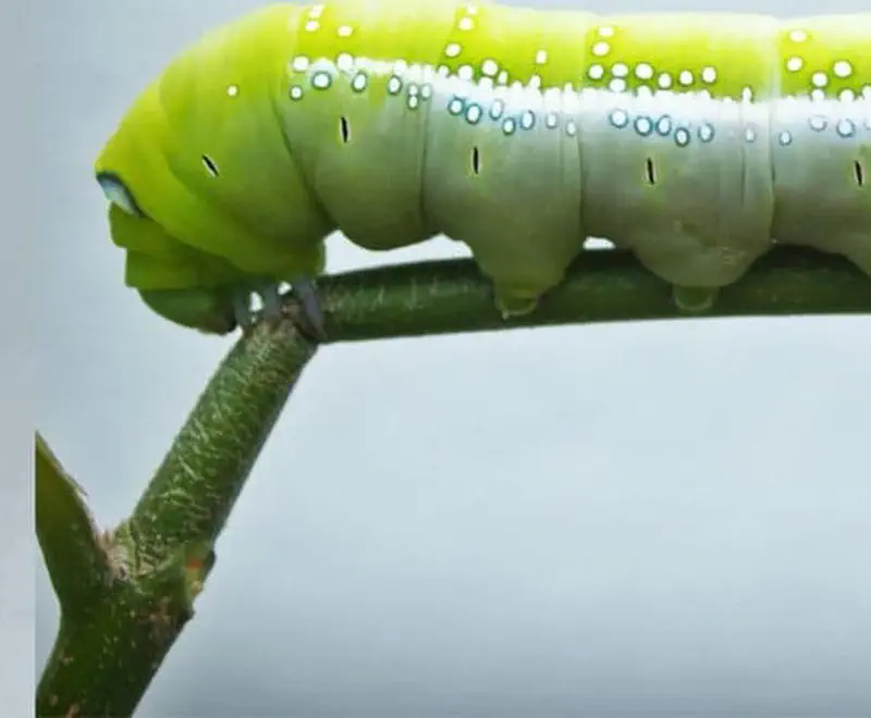 Plump pale green caterpillar with white dots hanging on twig
