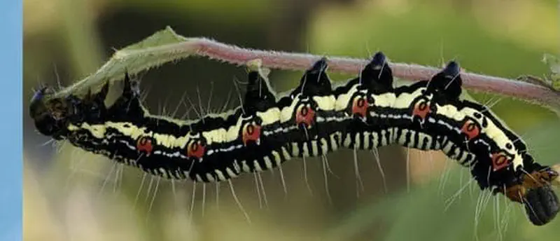 Black caterpillar with yellow stripes and red spots crawling on branch