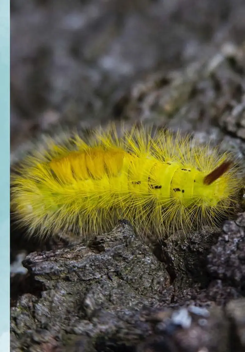 Bright yellow fuzzy caterpillar with long hair on tree bark