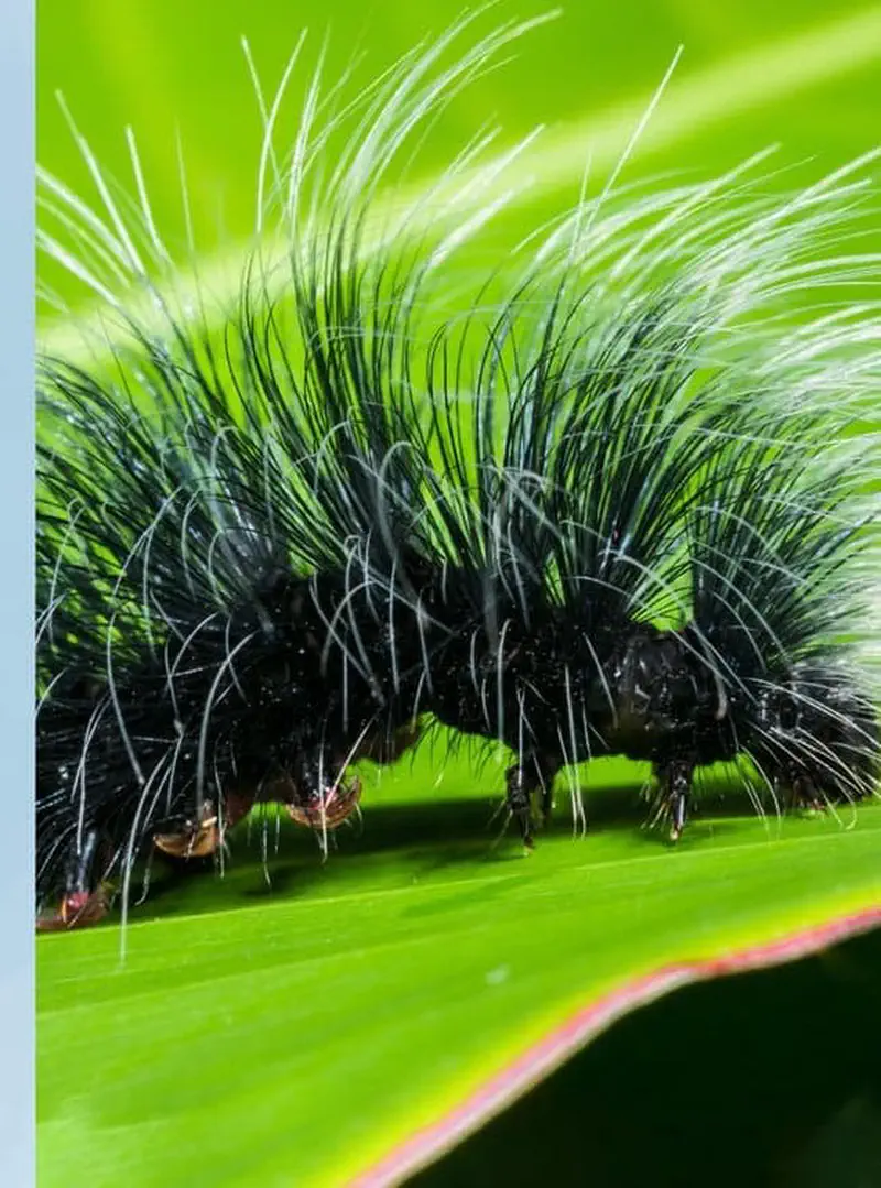 Black caterpillar covered in long spiky hairs on green leaf