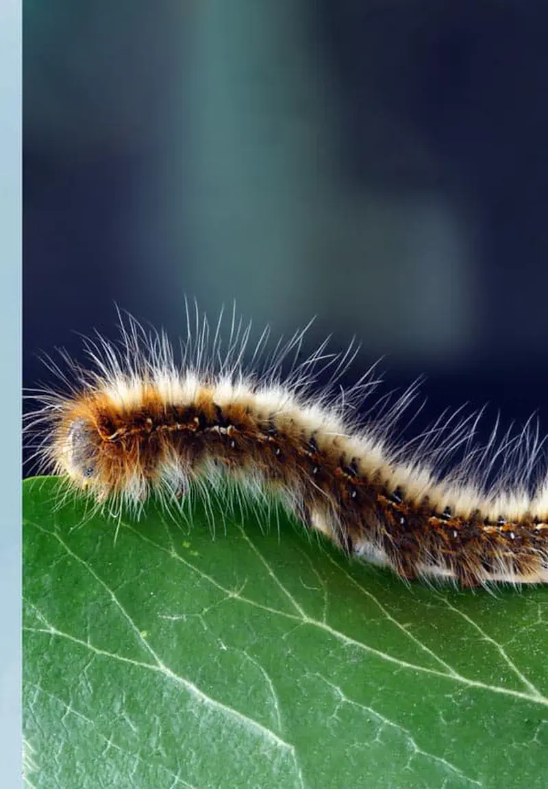Brown and white fuzzy caterpillar with long hairs on green leaf