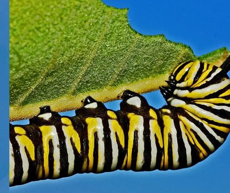 Monarch caterpillar with yellow black and white stripes eating green leaf