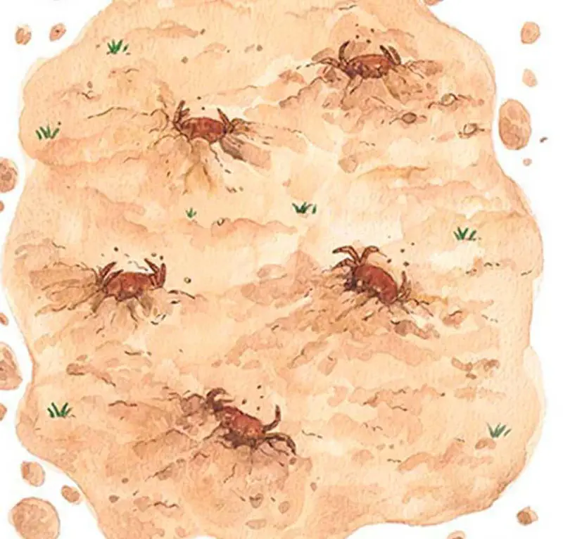 Five small brown crabs scuttling across sandy beach with grass tufts