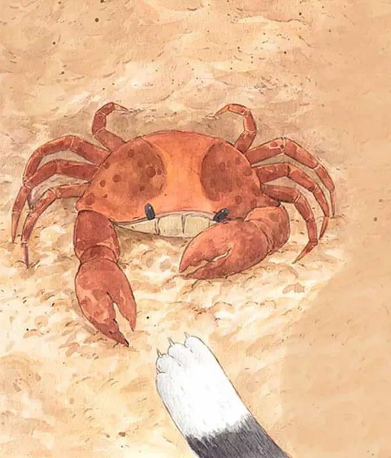 Close-up of orange crab with raised claws on sandy beach facing a cat's white paw reaching toward it