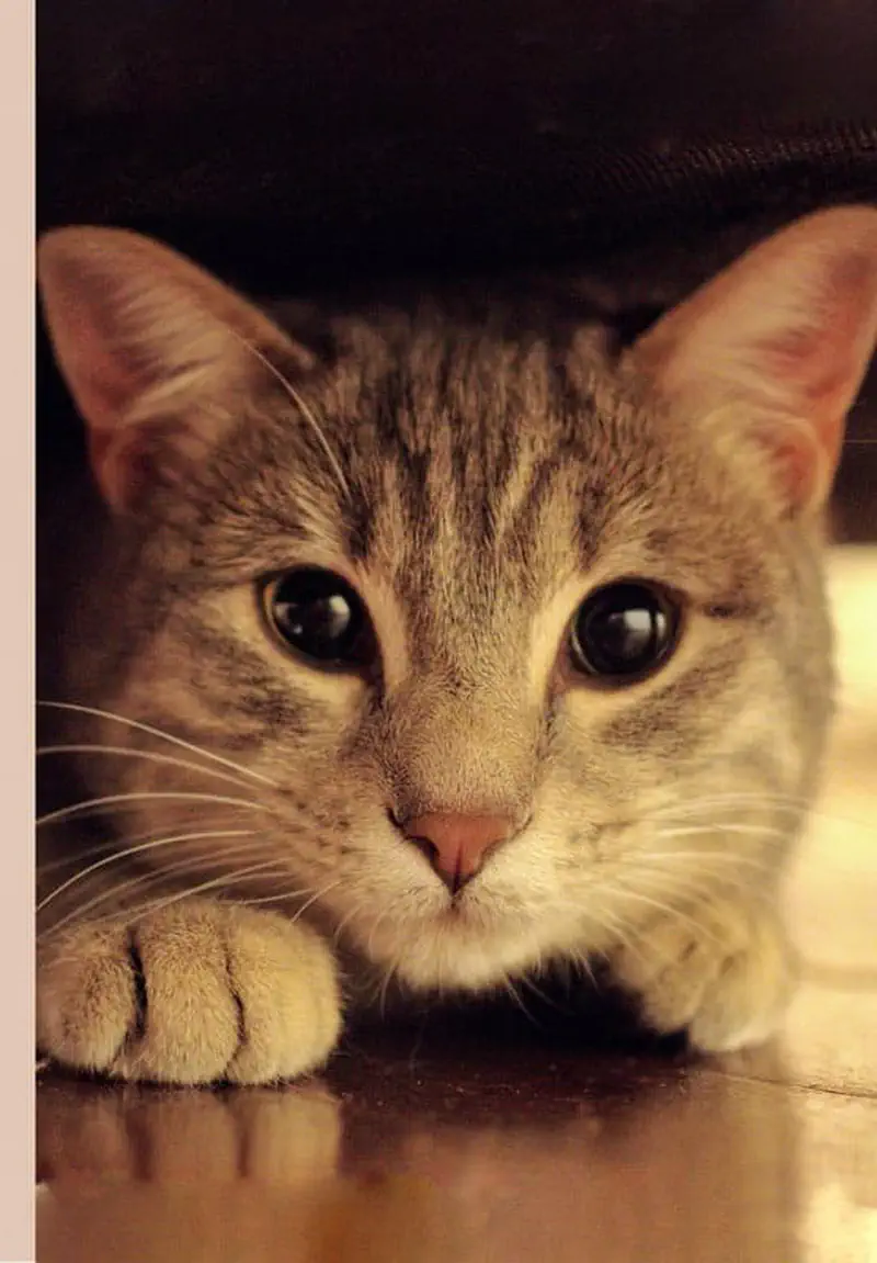 Gray tabby kitten with big dark eyes looking sad while hiding under dark cover