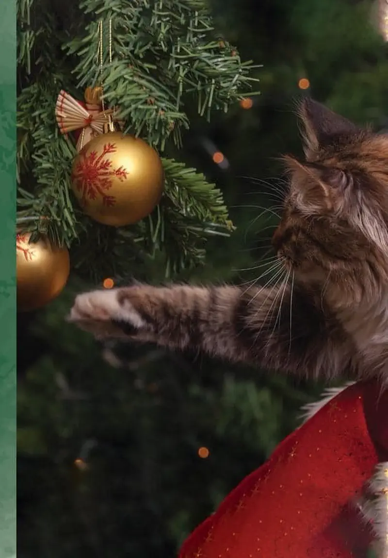 Fluffy cat reaching paw toward gold ornament on Christmas tree with lights