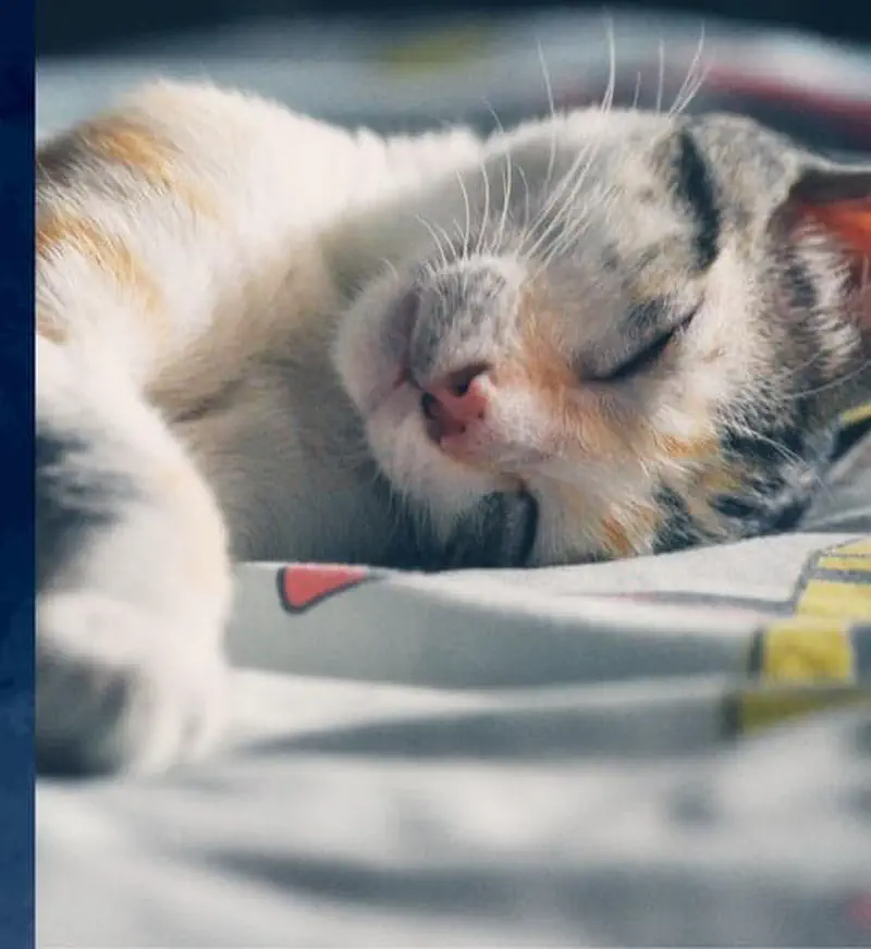 Calico kitten sleeping peacefully with eyes closed on patterned blanket