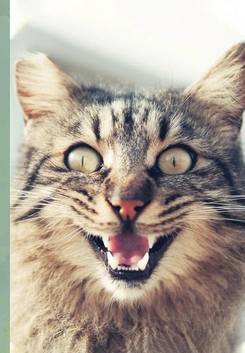 Fluffy tabby cat with mouth open meowing or hissing showing teeth