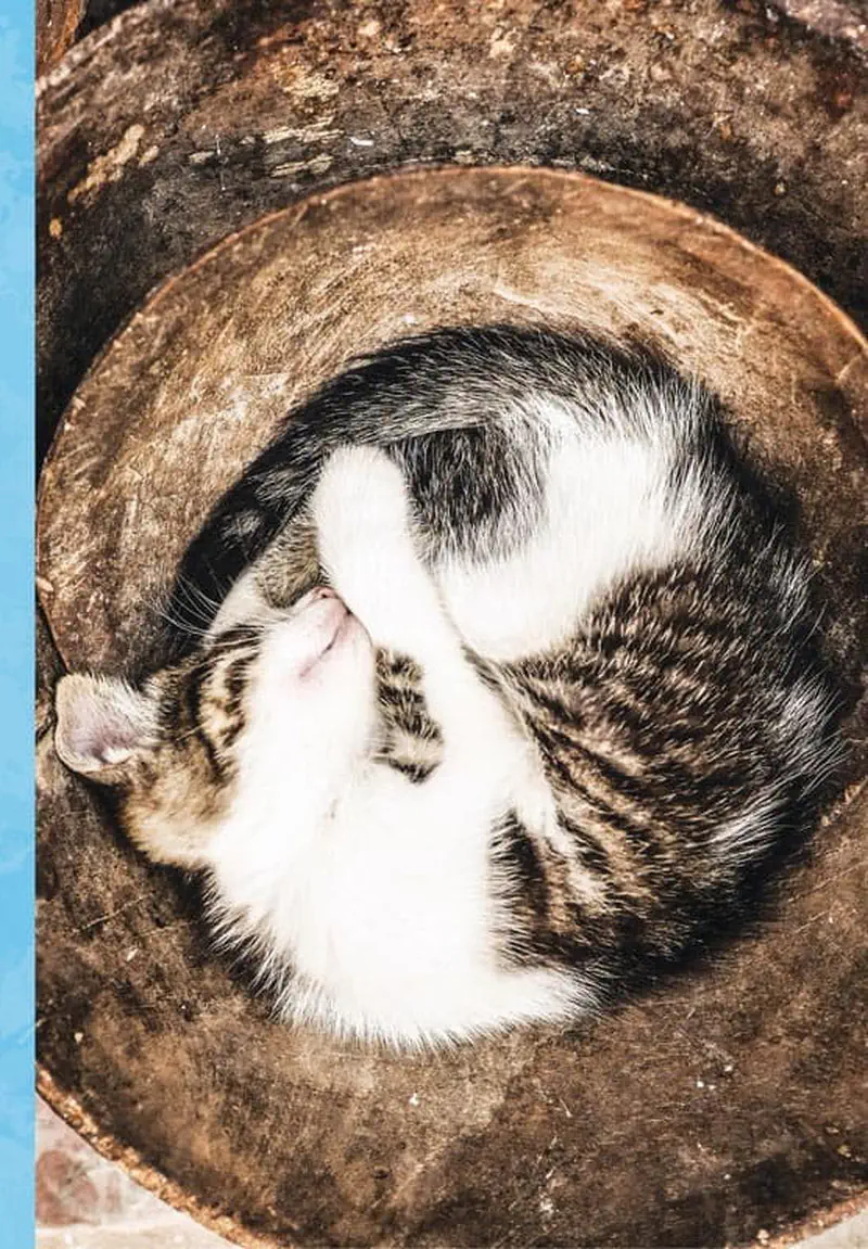 Two kittens curled up sleeping together in round clay pot from above
