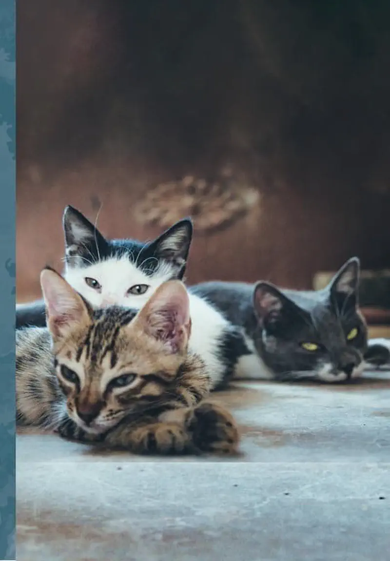 Three cats lying together - tabby in front, black and white, and gray behind