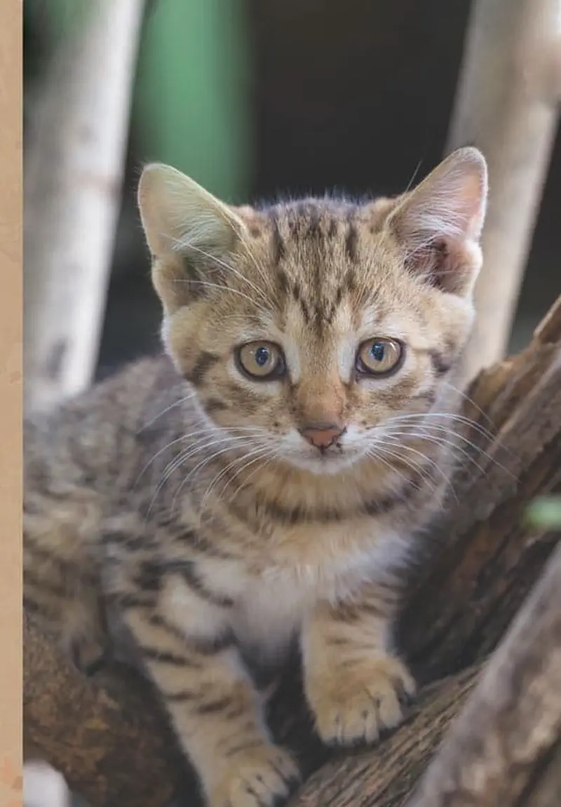 Tabby kitten with striped fur and green eyes perched on tree branch looking at camera