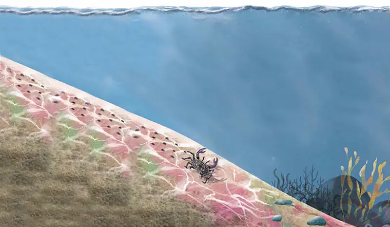 Underwater slope with pink coralline algae, small crab, sea cucumbers, and seaweed in blue ocean water.