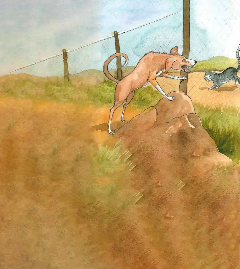 Brown dog barking and chasing gray striped cat across grassy hillside near fence