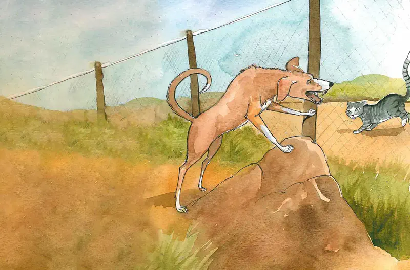 Brown dog barking and chasing gray striped cat across grassy hillside near fence