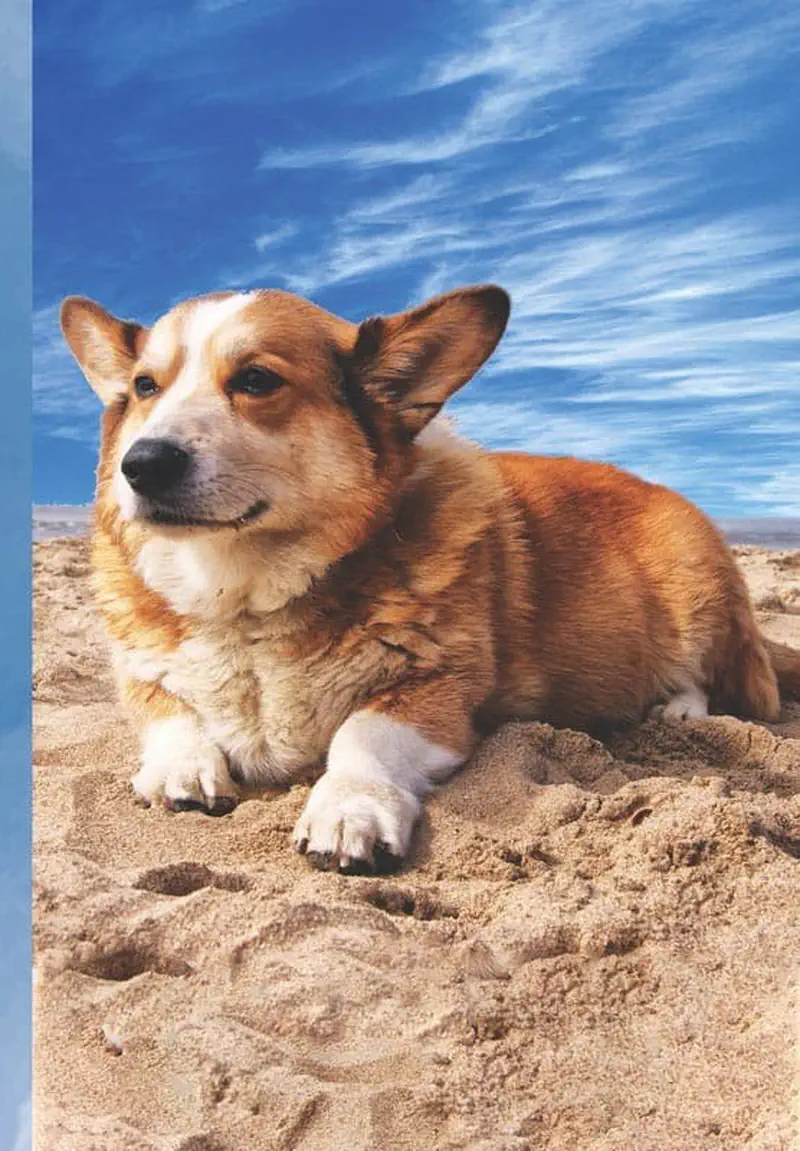 Orange and white corgi lying on sandy beach under blue sky