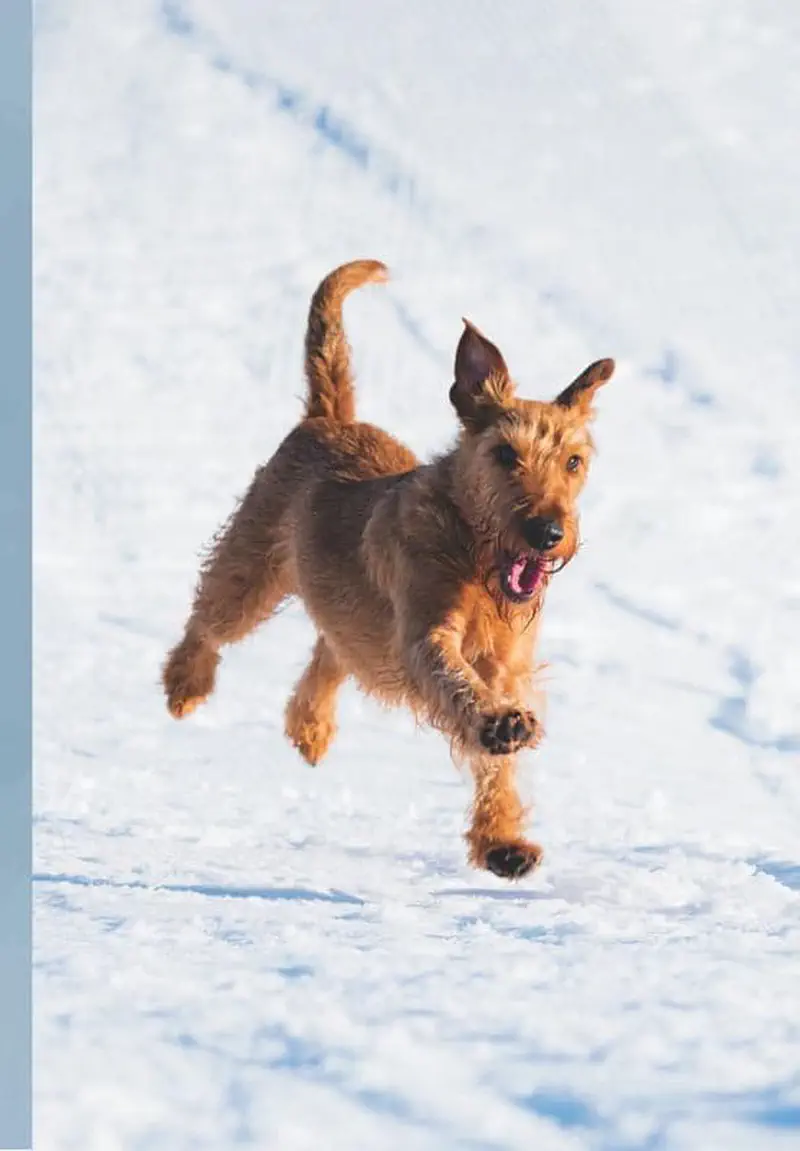 Brown terrier dog running happily through white snow