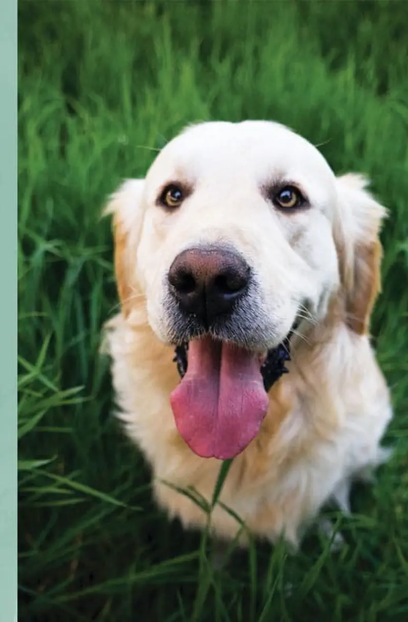 Golden retriever sitting in grass with tongue out looking happy