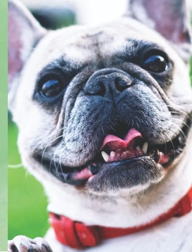 Close-up of French bulldog face with tongue out and red collar