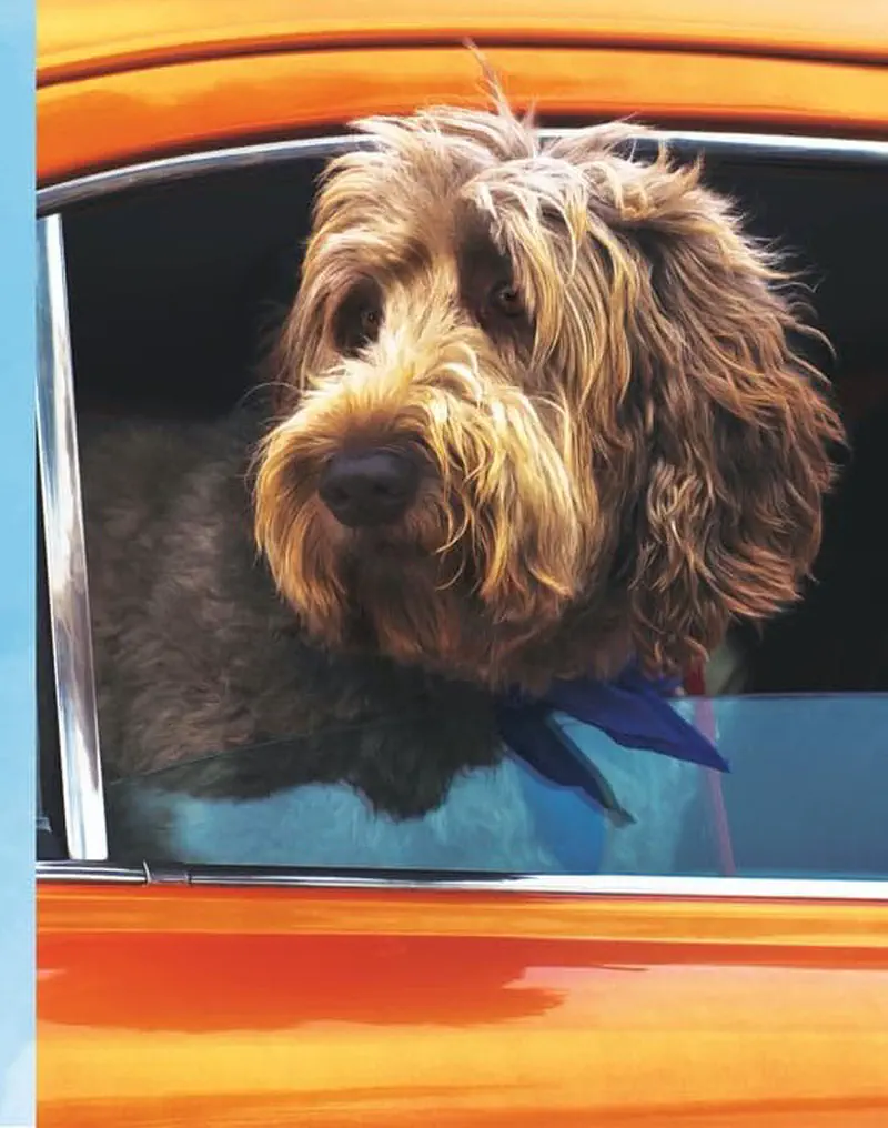 Shaggy brown dog looking out car window of orange vehicle