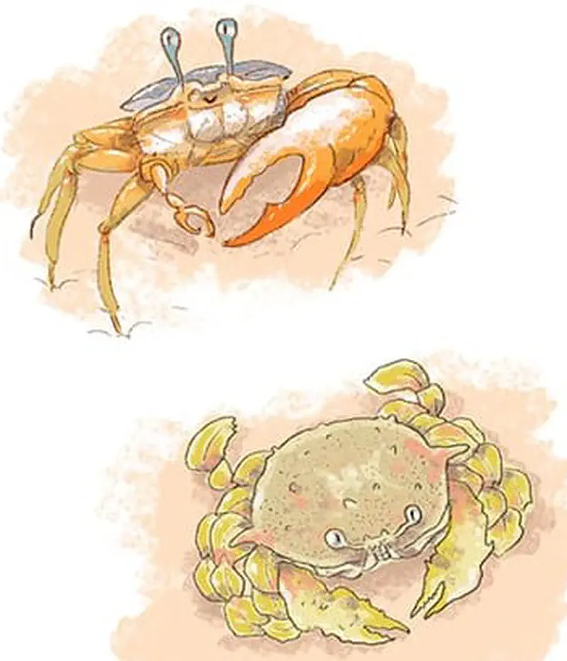 Two different crab species illustrated - an orange ghost crab with closed eyes above, and a round sponge crab with yellowish legs below.
