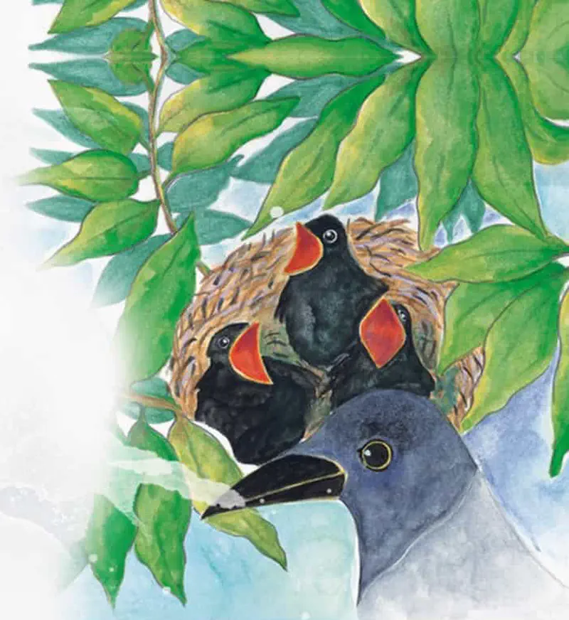 Three black baby crows with orange beaks sit in a nest among green leaves while their grey mother watches.