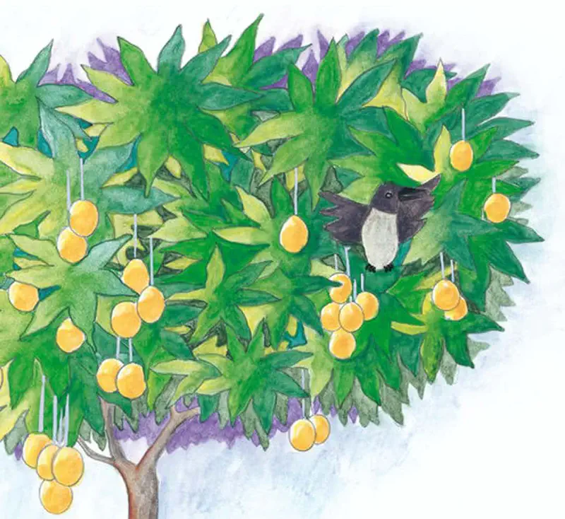 A grey and white crow perches in a lush green mango tree laden with many ripe yellow mangoes against a pale sky.