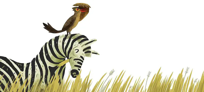 The brown oxpecker bird rides on a happy zebra's back as it walks through tall golden grass on the African savanna.
