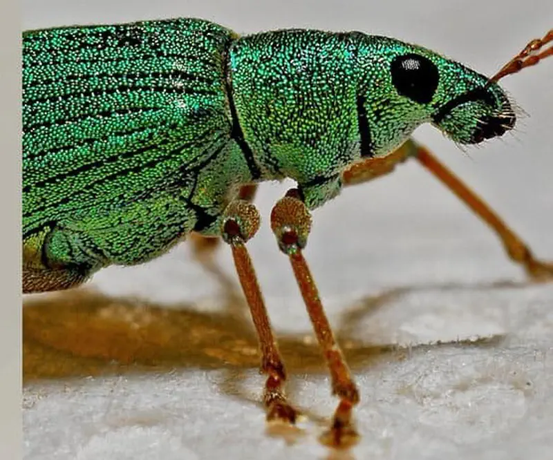 Close-up of an iridescent green weevil beetle with textured metallic body and long snout standing on a pale surface.