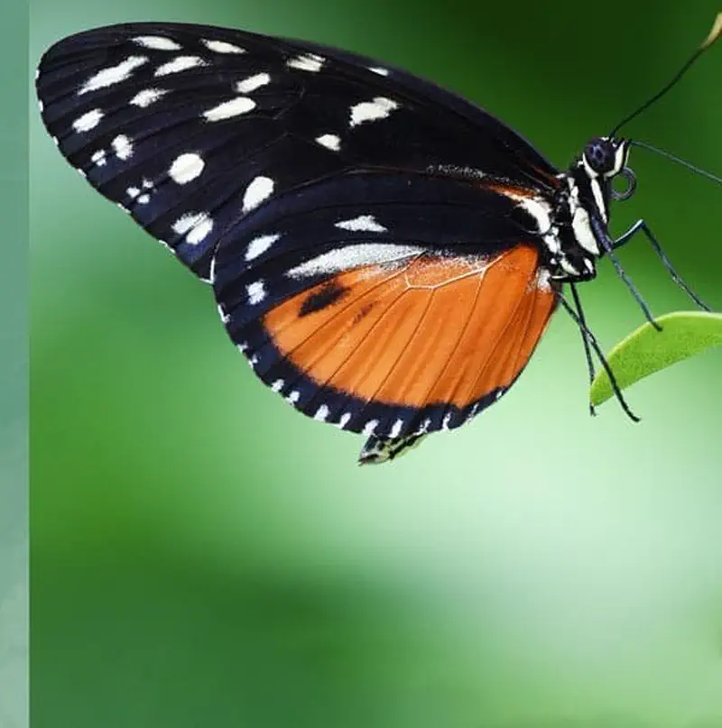 A beautiful butterfly with black wings featuring white spots and orange lower wings perched on a green leaf.