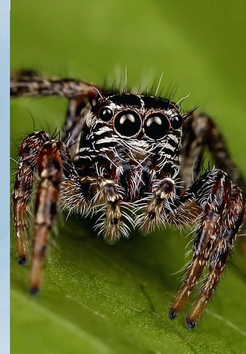 Close-up frontal view of a fuzzy jumping spider with large reflective eyes and hairy legs on a green background.
