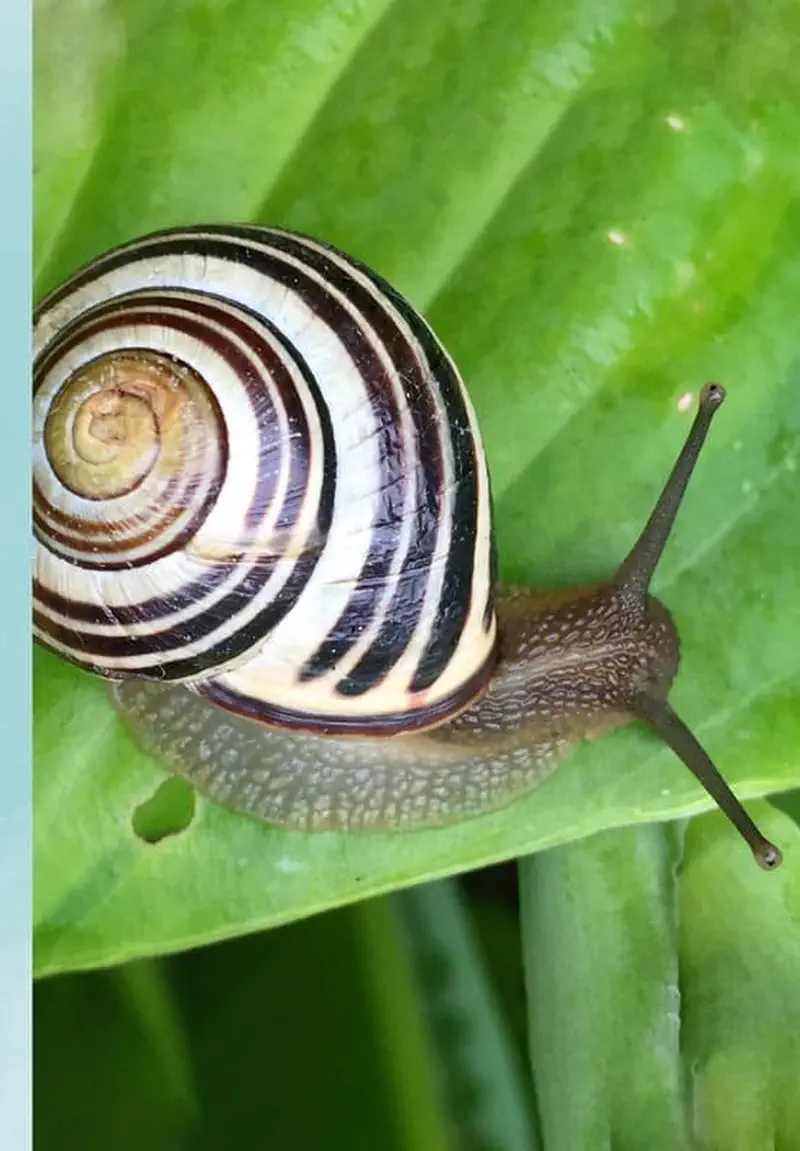 A garden snail with a brown and cream spiral striped shell crawling on a bright green leaf.