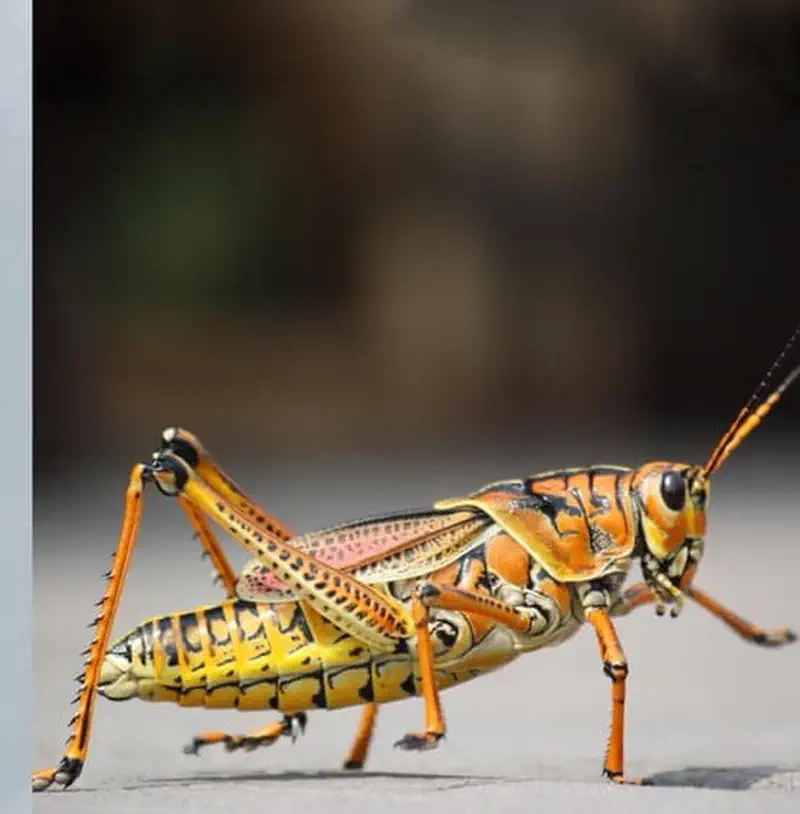 A colorful orange, yellow and black lubber grasshopper with detailed markings standing on a grey surface.
