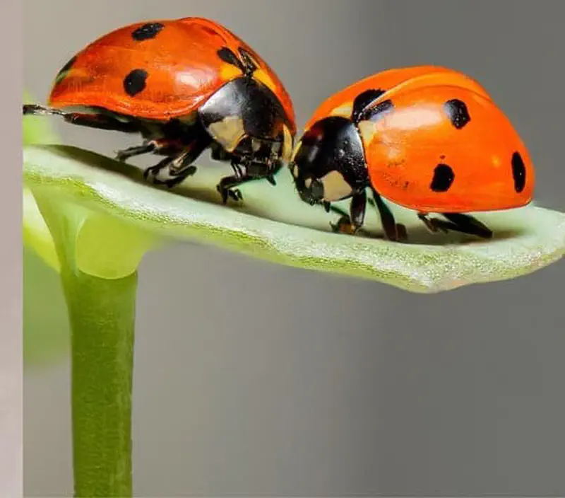 Two bright red ladybugs with black spots walking together on a curved green plant stem.