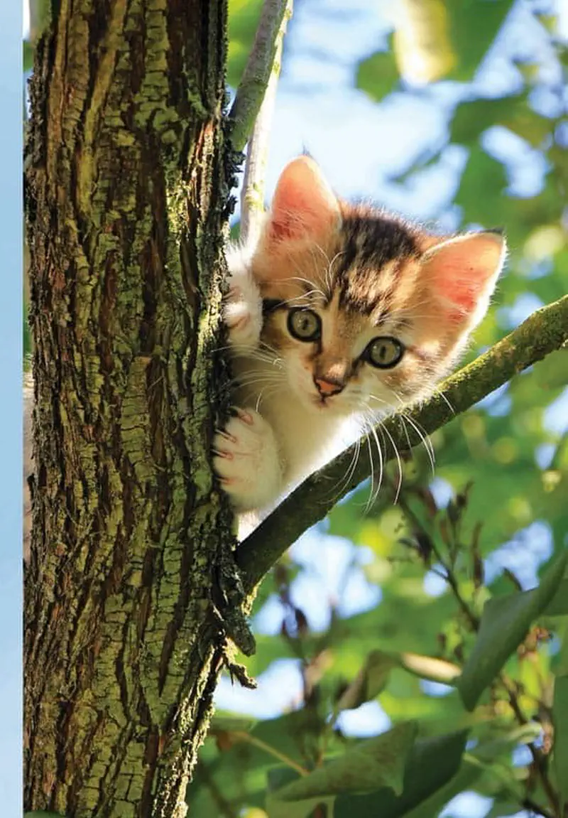A tabby kitten with green eyes peeks out from behind a tree trunk, gripping the bark with its tiny paws among green leaves.