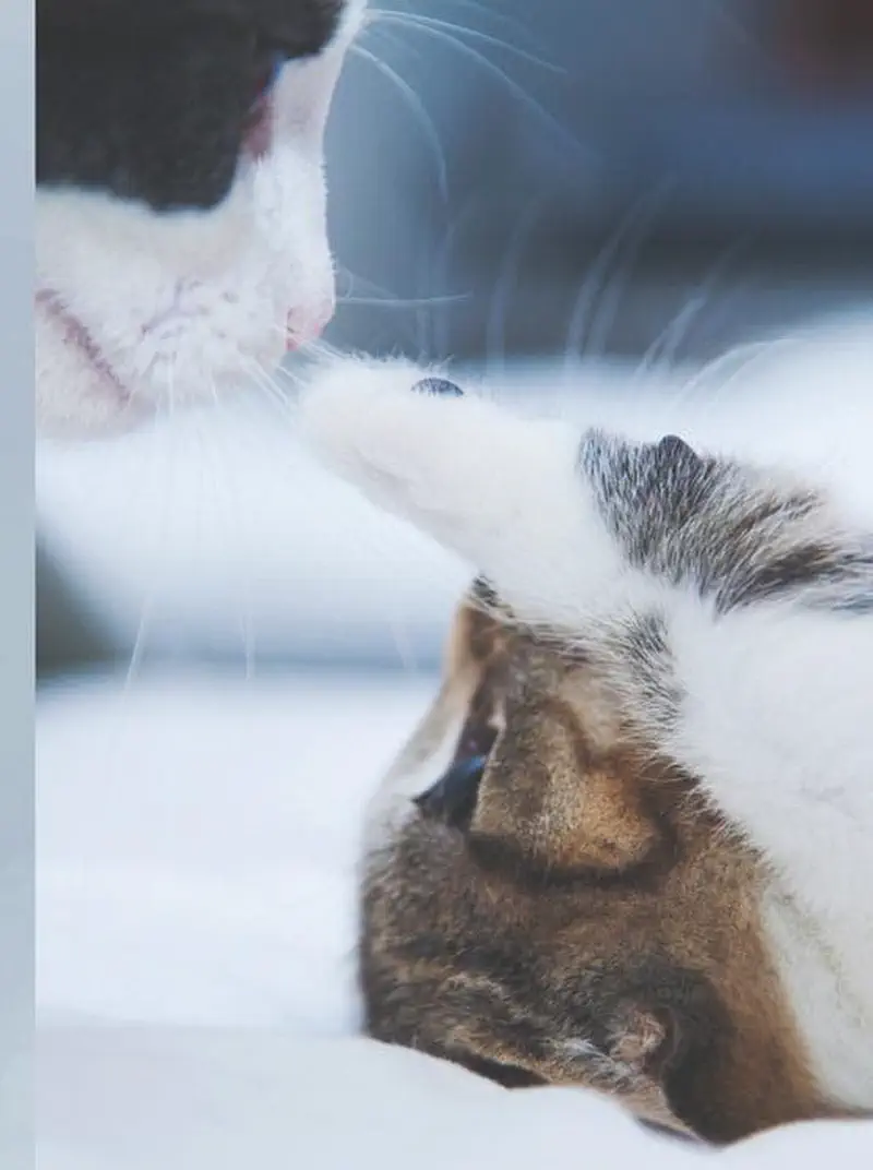 Two cats touching noses in a gentle greeting, one black and white cat above and a tabby kitten below on soft bedding.