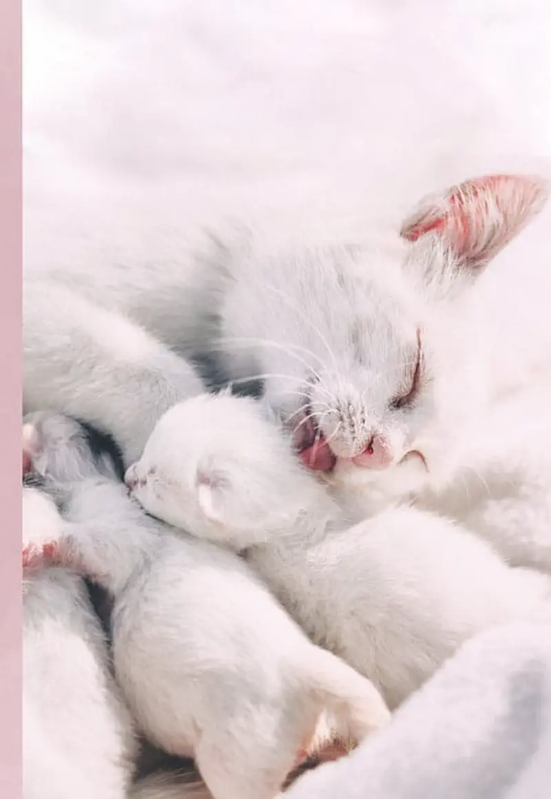 A white mother cat sleeps peacefully with her tiny newborn kitten cuddled close against soft white bedding.