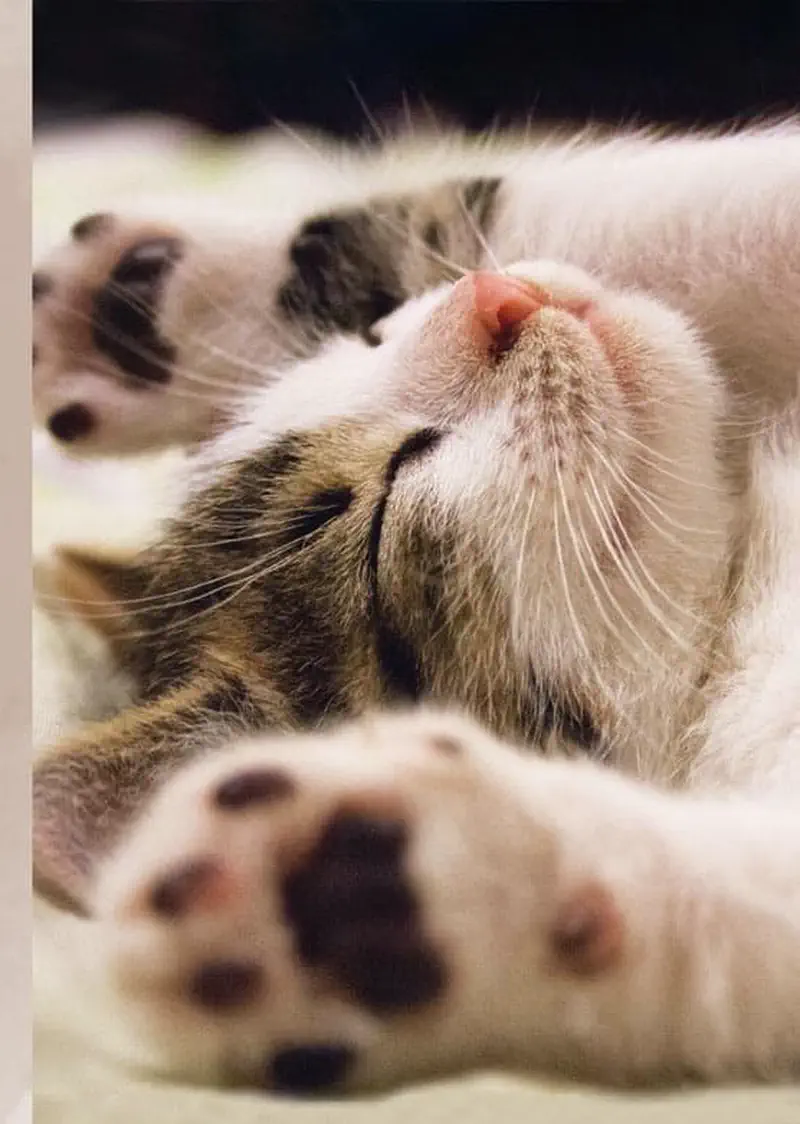 Close-up of a sleeping tabby kitten lying on its back with pink paw pads visible and whiskers spread out.