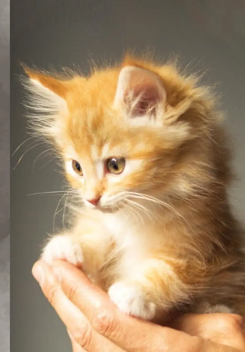 A fluffy orange and white kitten with golden eyes is gently held in a person's hands against a grey background.