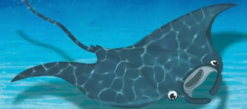 A friendly dark manta ray with big eyes swims through calm blue water, gliding gracefully to the right.