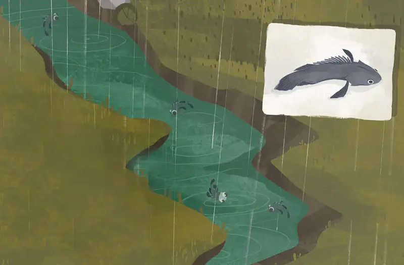 Mudskipper fish in winding stream during rain with inset showing gray catfish diagram.