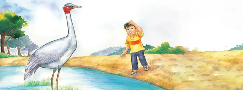 Boy scratching head looking at tall gray crane with red head standing by pond.