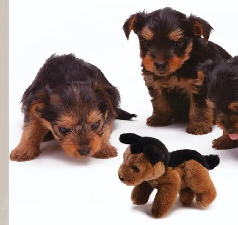 Three Yorkshire terrier puppies with black and brown fur sit together next to a small stuffed dog toy.