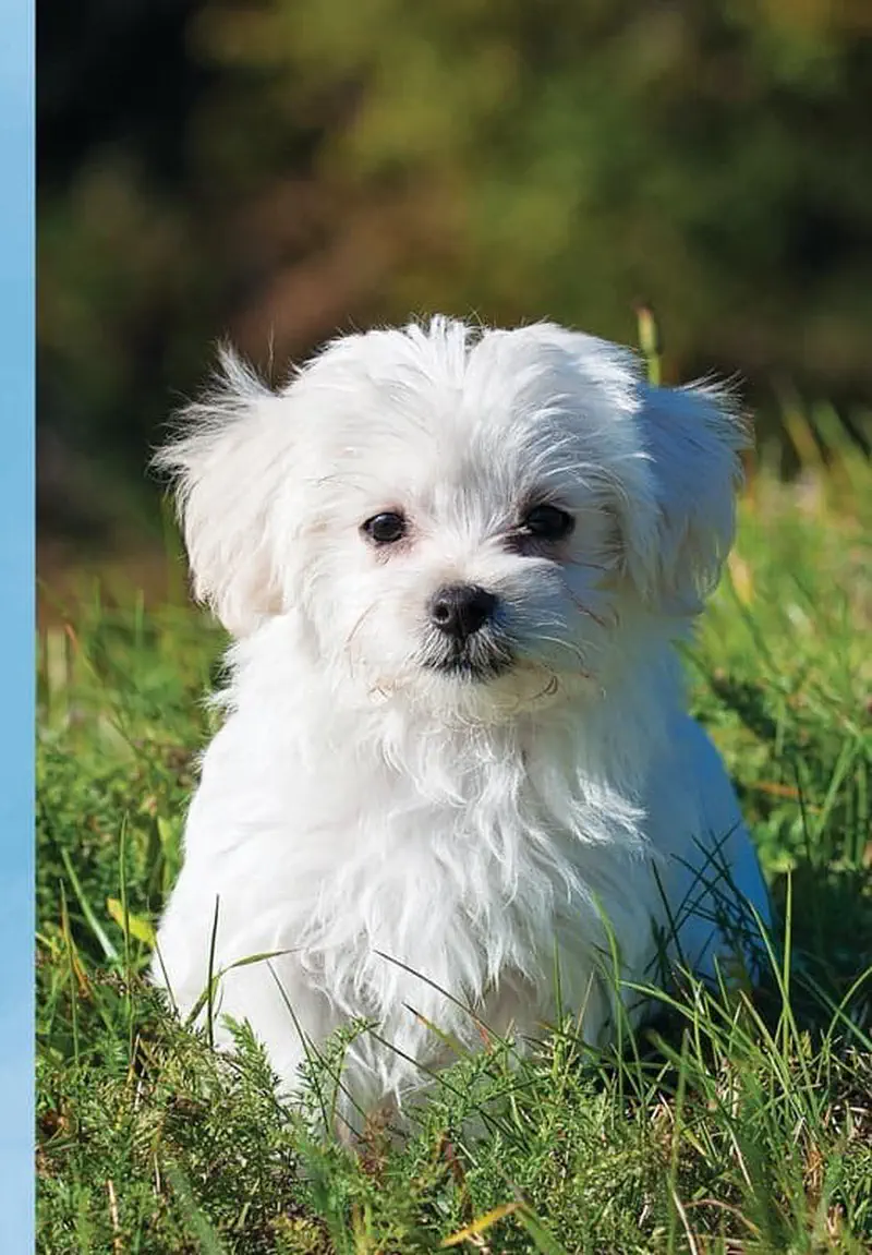 A fluffy white Maltese puppy with a black nose sits in green grass looking at the camera.