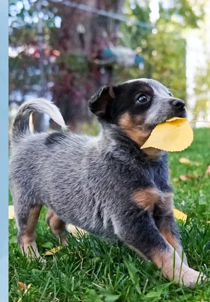 A gray and black Australian cattle dog puppy stands in grass holding a yellow leaf in its mouth.