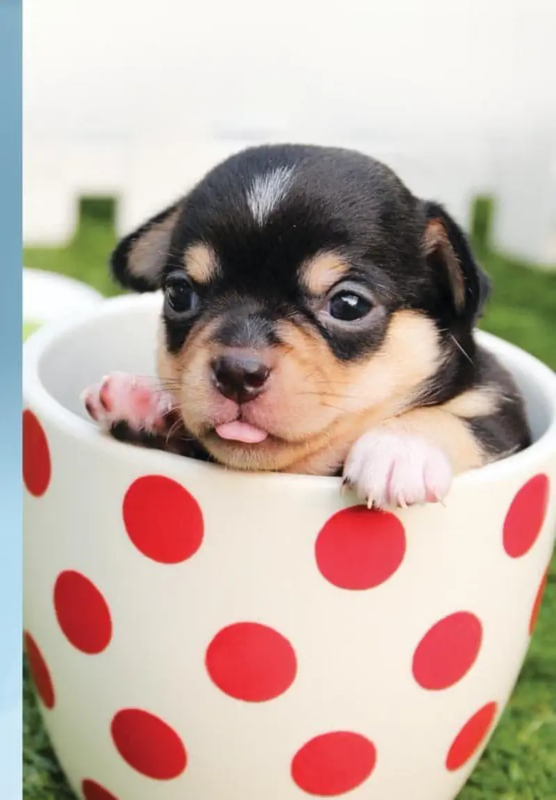 A tiny black and tan chihuahua puppy with its tongue out sits inside a white cup with red polka dots.