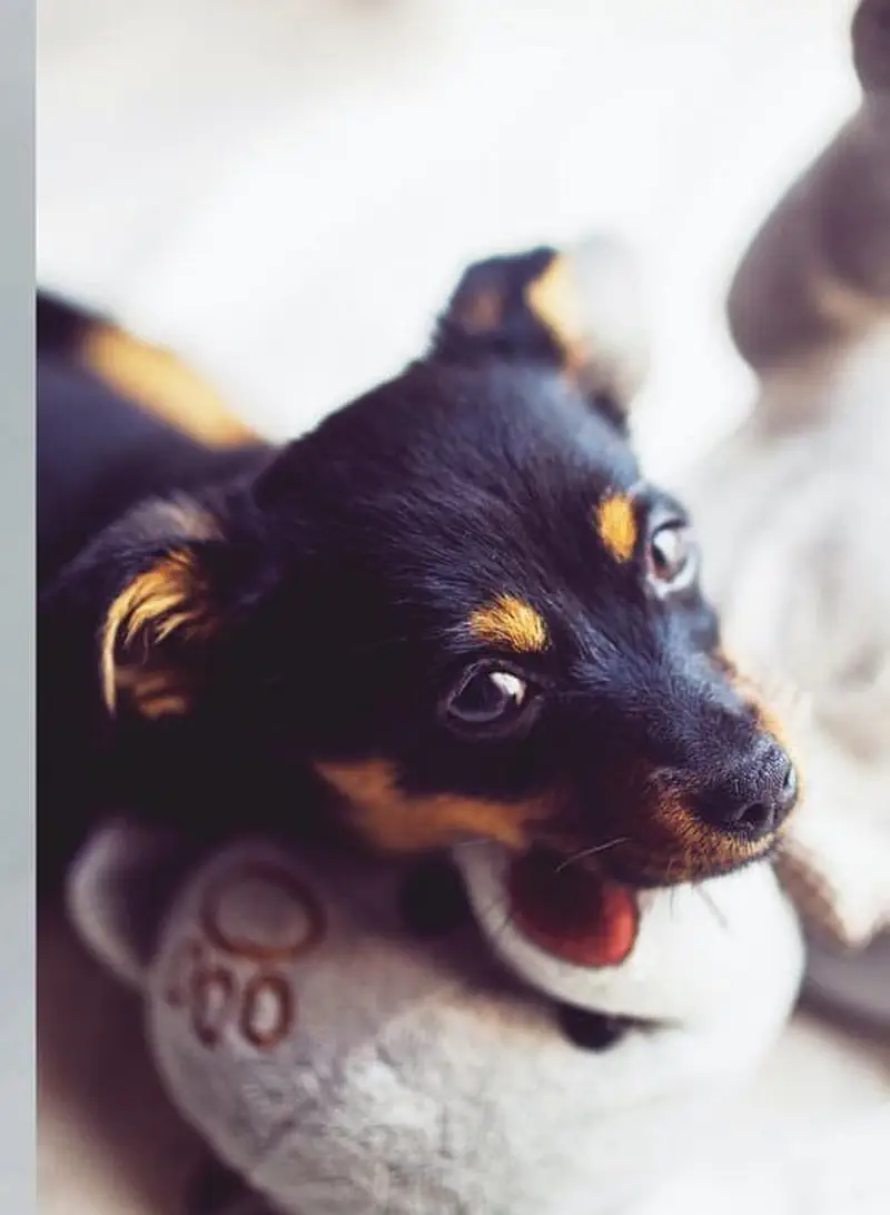 A black and tan puppy with its mouth open playfully bites a gray stuffed toy.